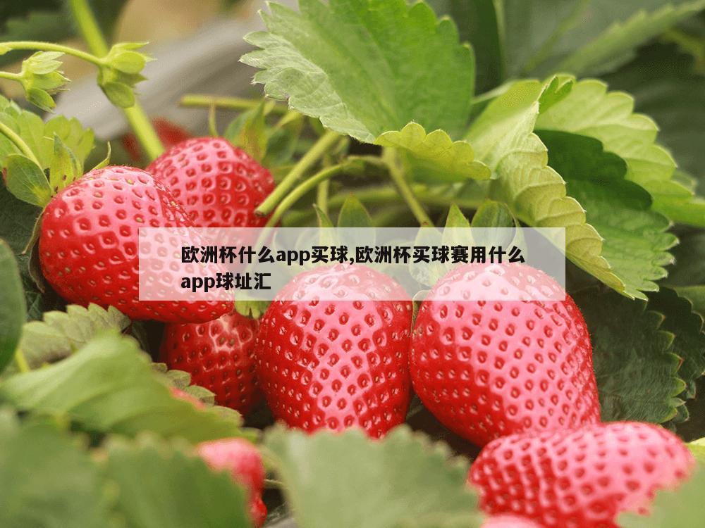 欧洲杯什么app买球,欧洲杯买球赛用什么app球址汇